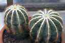 NOTOCACTUS MAGNIFICUS.jpg